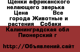 Щенки африканского нелающего зверька  › Цена ­ 35 000 - Все города Животные и растения » Собаки   . Калининградская обл.,Пионерский г.